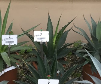 Winterharte Agave (Agave 'Gentryi Jaws')