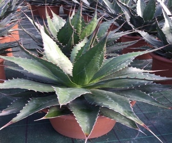 Winterharte Agave (Agave montana)