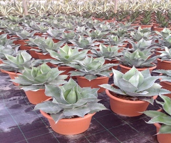 Winterharte Agave (Agave ovalifolia)