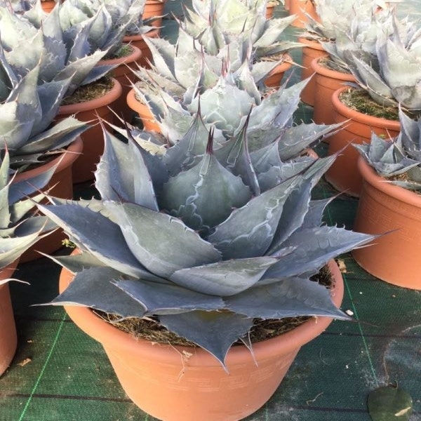 Winterharte Agave (Agave parrasana)