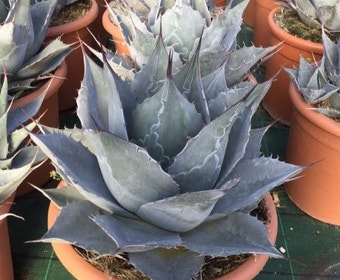 Winterharte Agave (Agave parrasana)