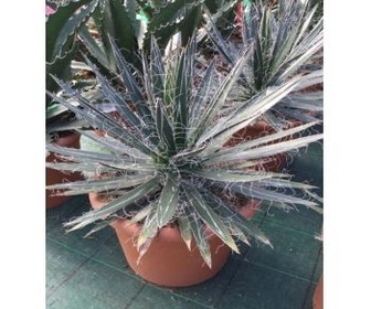 Winterharte Agave (Agave shidigera)