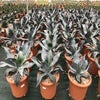 Winterharte Agave (Agave colorata 'Supreme')