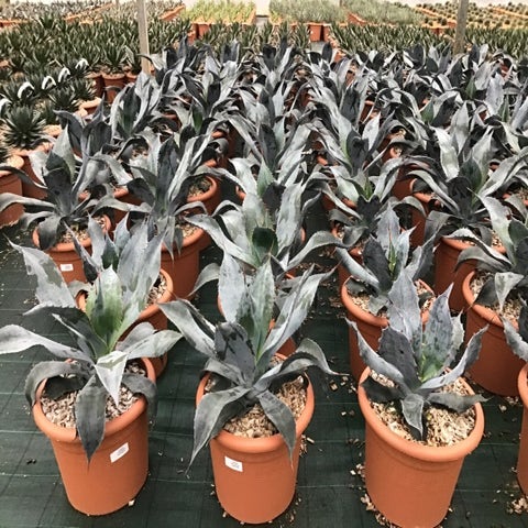 Winterharte Agave (Agave colorata 'Supreme')