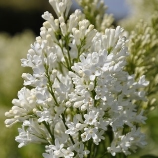 Sering (Syringa Villosae 'Agnes Smith')