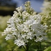 Flieder (Syringa Villosae 'Agnes Smith')