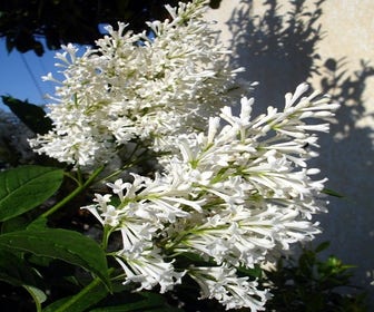 Kanadische Flieder (Syringa josiflexa 'Agnes Smith')