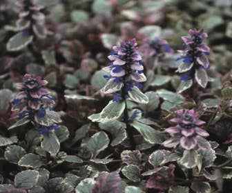 Zitronenmelisse (Ajuga reptans 'Burgundy Glow')