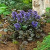 Zitronenmelisse (Ajuga reptans 'Black Scallop')