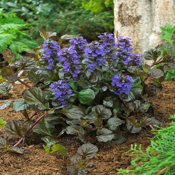 Zitronenmelisse (Ajuga reptans 'Black Scallop')