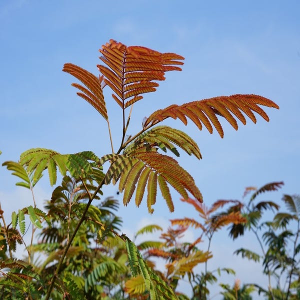 Persischer Schlafbaum als Strauch (Albizia julibrissin ‘Evey’s Pride’)