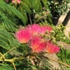 Persischer Schlafbaum als Strauch (Albizia julibrissin 'Ombrella')