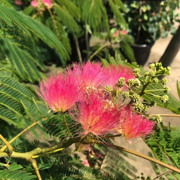 Persischer Schlafbaum als Strauch (Albizia julibrissin 'Ombrella')