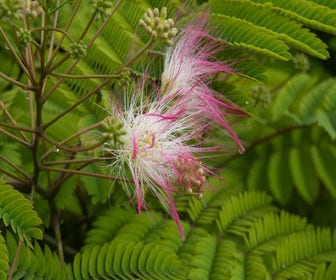 Persischer Schlafbaum als Strauch (Albizia julibrissin)