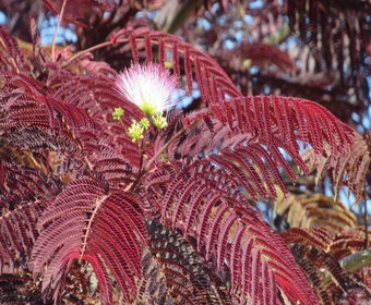 Persischer Schlafbaum als Baum (Albizia julibrissin 'Summer Chocolate')