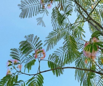 Persischer Schlafbaum (Albizia julibrissin 'Ombrella')