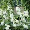 Stockrose (Alcea rosea 'Charters Double Weiss')