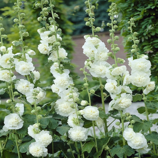 Stockrose (Alcea rosea 'Charters Double Weiss')