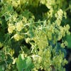 Frauenmantel (Alchemilla sericata 'Gold Strike')