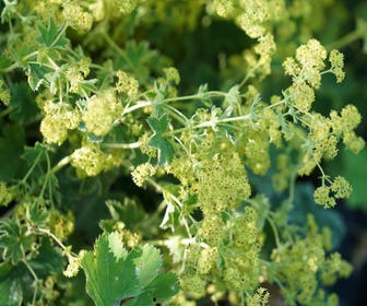 Frauenmantel (Alchemilla sericata 'Gold Strike')