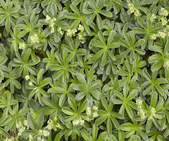 Frauenmantel (Alchemilla alpina)