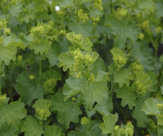 Frauenmantel (Alchemilla epipsila)