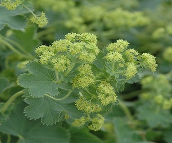 Frauenmantel (Alchemilla sericata 'Gold Strike')
