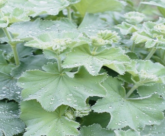 Frauenmantel (Alchemilla mollis)