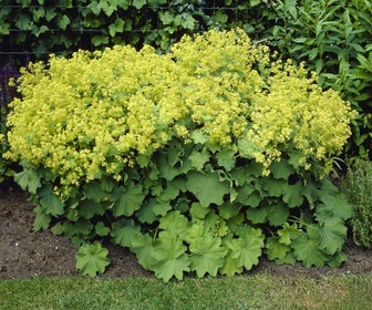 Frauenmantel (Alchemilla mollis 'Robustica')