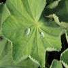 Frauenmantel (Alchemilla mollis) BIO