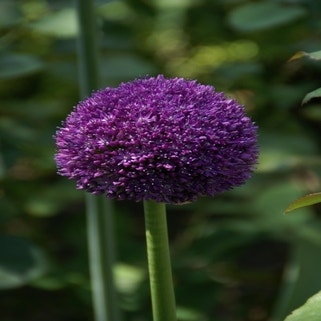 Allium 'Ambassador' (Sierui)
