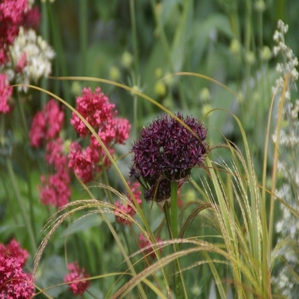 Allium atropurpureum (Sierui)