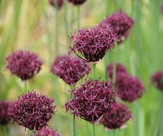 Zierlauch (Allium atropurpureum)
