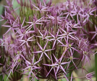 Zierlauch (Allium Albopilosum 'Christophii')