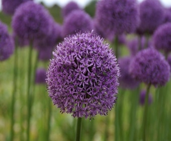 Zierlauch (Allium 'Gladiator')