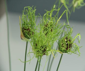 Zierlauch (Allium 'Hair')