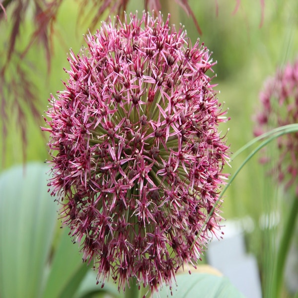 Allium karataviense 'Red Giant' (Sierui)
