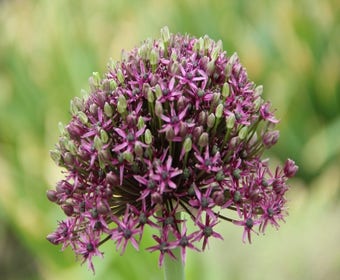 Zierlauch 'Miami'