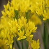 Sierlauch (Allium moly)