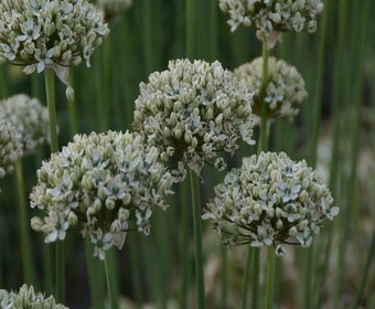 Zierlauch (Allium nigrum)