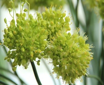 Zierlauch (Allium obliquum)