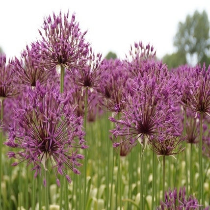 Allium 'Purple Rain' (Sierui)