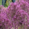 Zierlauch (Allium 'Purple Rain')