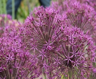 Zierlauch (Allium 'Purple Rain')