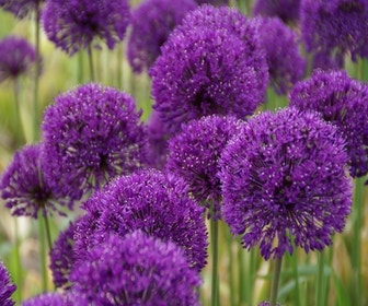 Zierlauch (Allium aflatunense 'Purple Sensation')