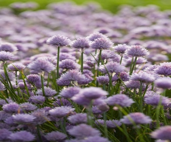 Schnittlauch (Allium schoenoprasum)