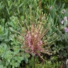 Zierlauch (Allium Schubertii)