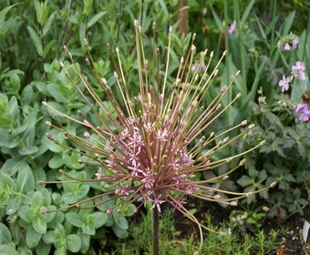 Zierlauch (Allium Schubertii)