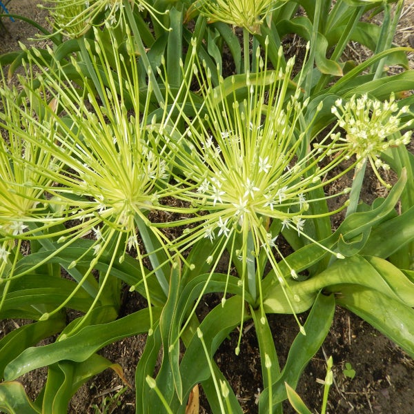 Allium schubertii 'Arctic Snow' (Sierui)
