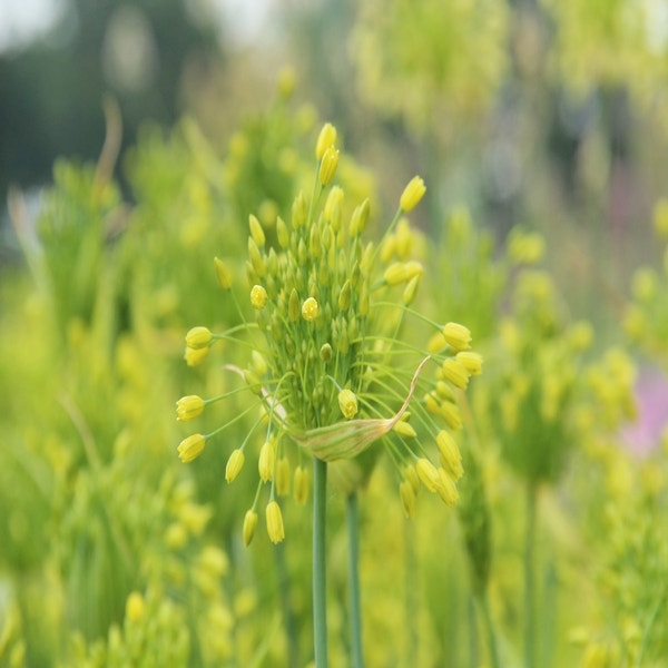 Allium chloranthum 'Yellow Fantasy' (Sierui)
